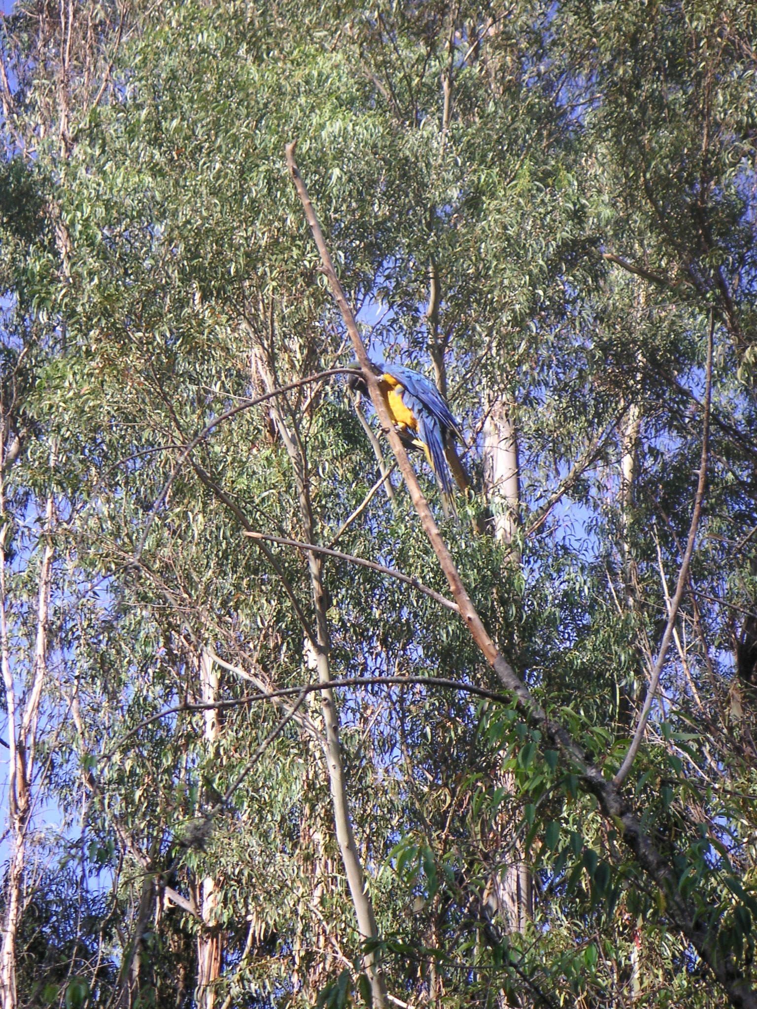 Bird in a tree at the Alhambra Hacienda Restaurante.