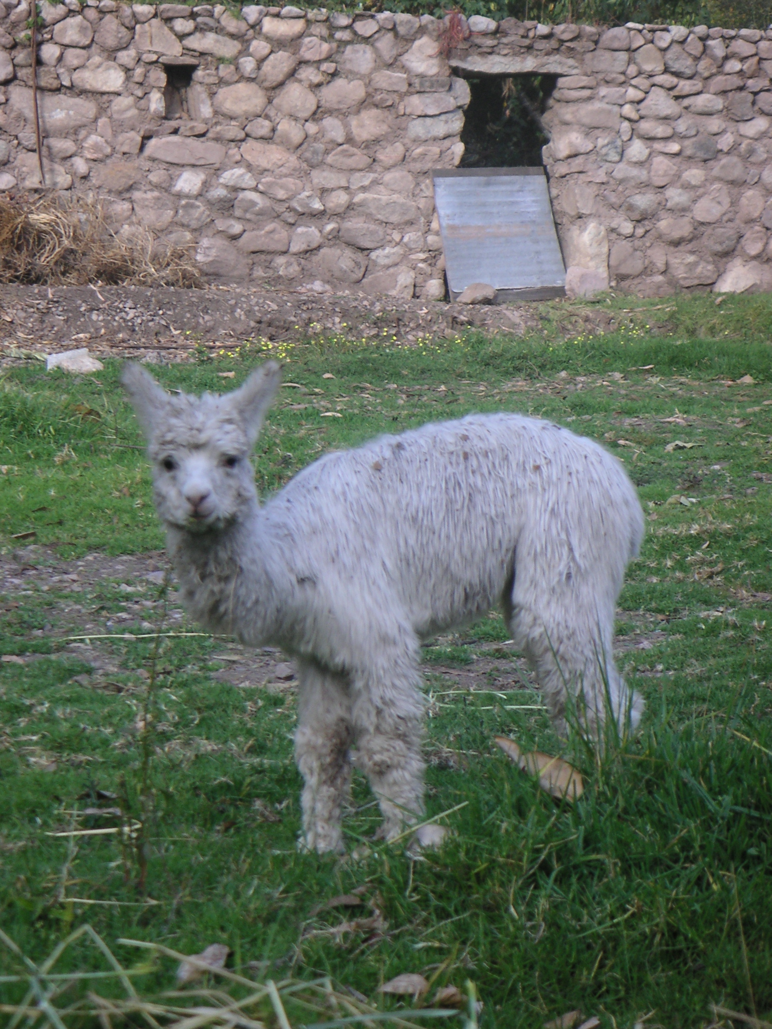 Baby alpaca at the Alhambra Hacienda Restaurante.