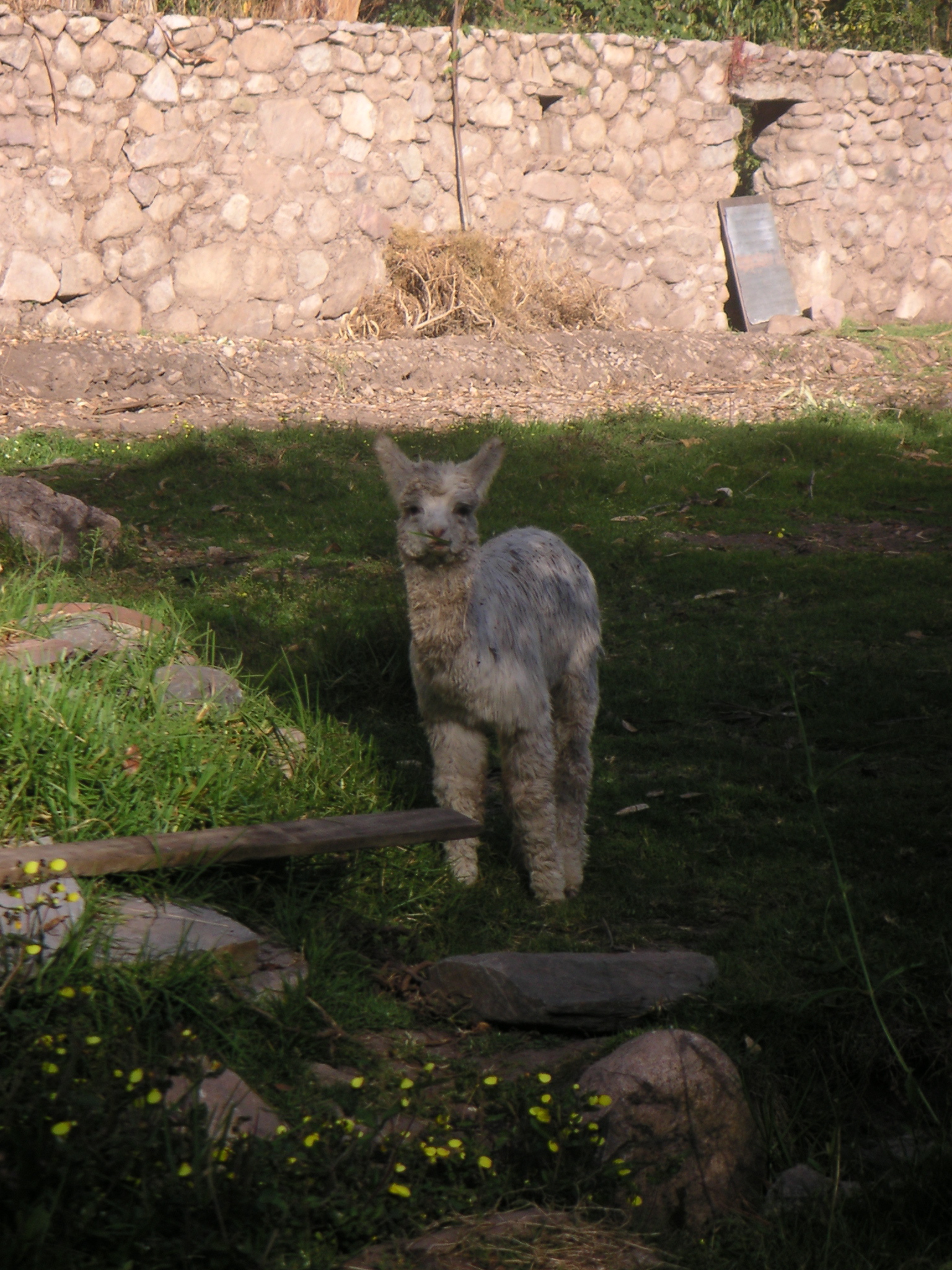 Baby alpaca at the Alhambra Hacienda Restaurante.