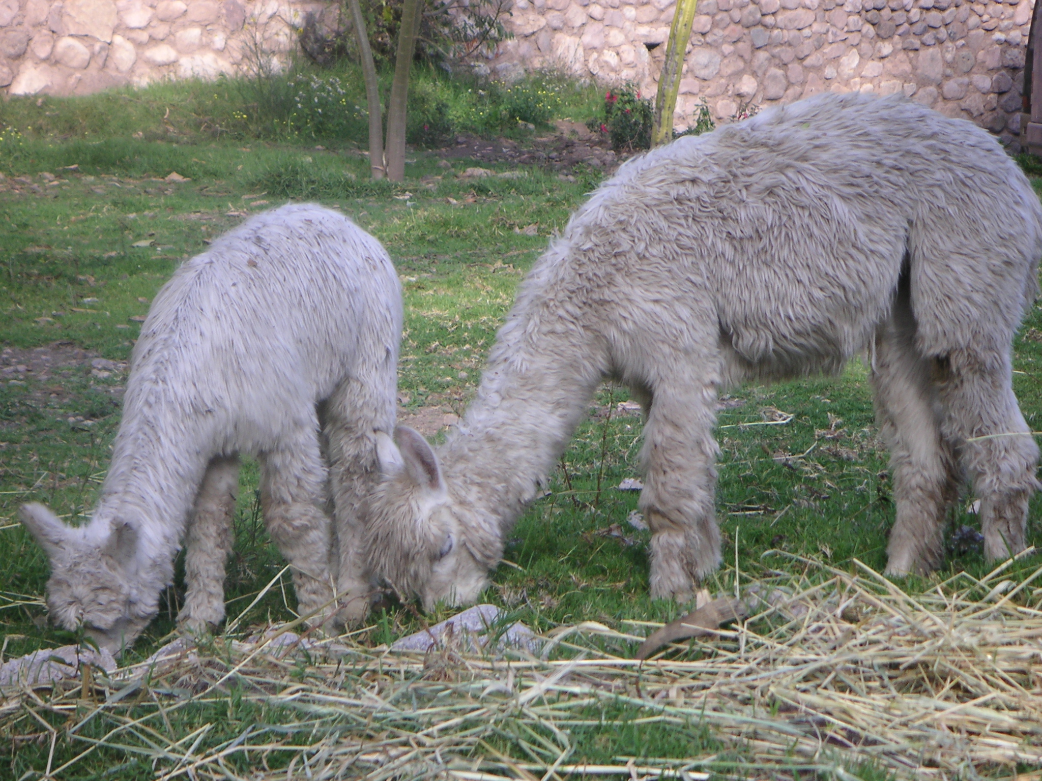 Mommy and baby alpaca eating at the Alhambra Hacienda Restaurante.