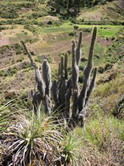 A large cactus seen from the trail.