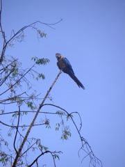 Bird in a tree at the Alhambra Hacienda Restaurante.