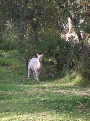 Alpaca at the Alhambra Hacienda Restaurante.