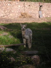 Baby alpaca at the Alhambra Hacienda Restaurante.