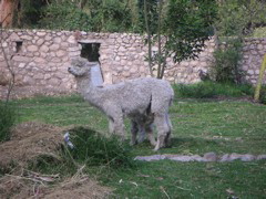 Mommy and baby alpaca (nursing) at the Alhambra Hacienda Restaurante.