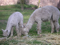 Mommy and baby alpaca eating at the Alhambra Hacienda Restaurante.