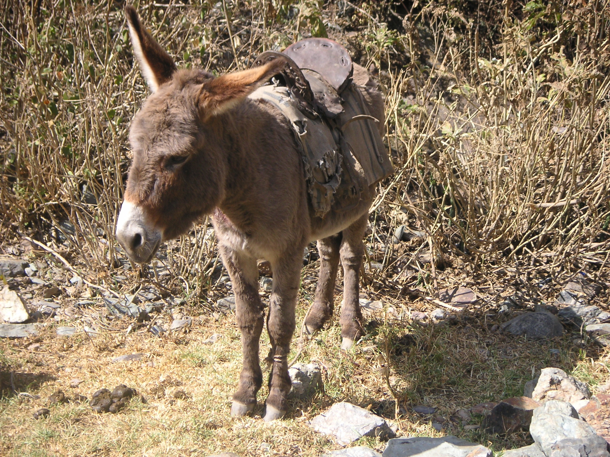 One of the donkeys used to help the porters carry supplies.