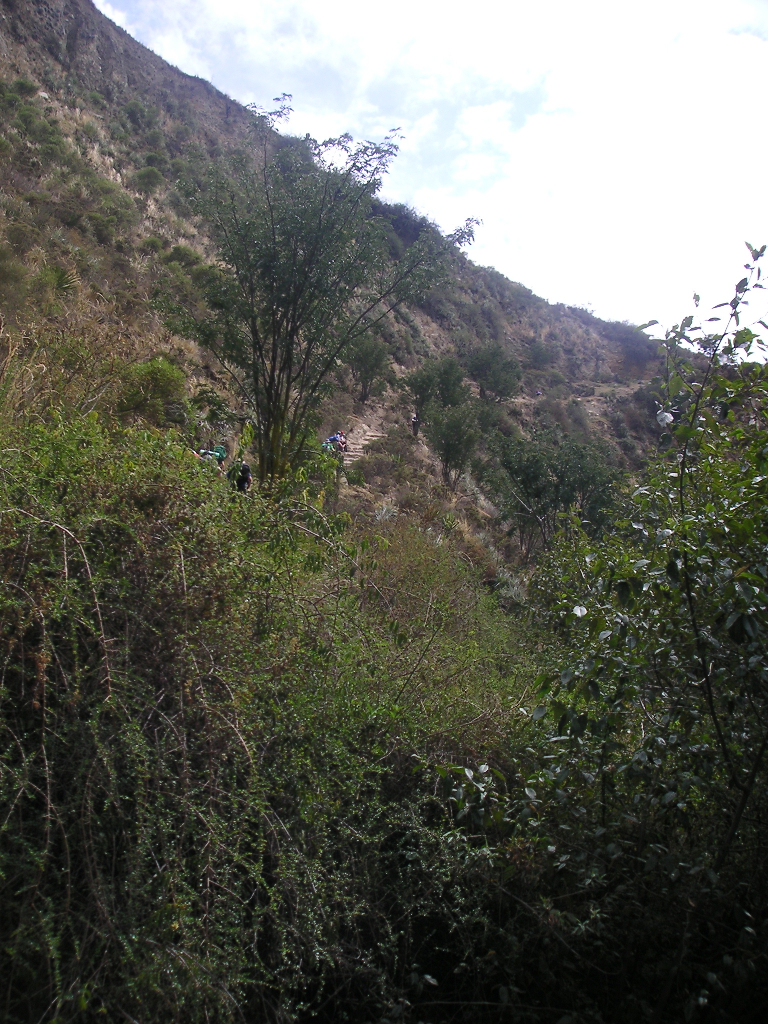 Through the trees, you can see the steep, winding trail.