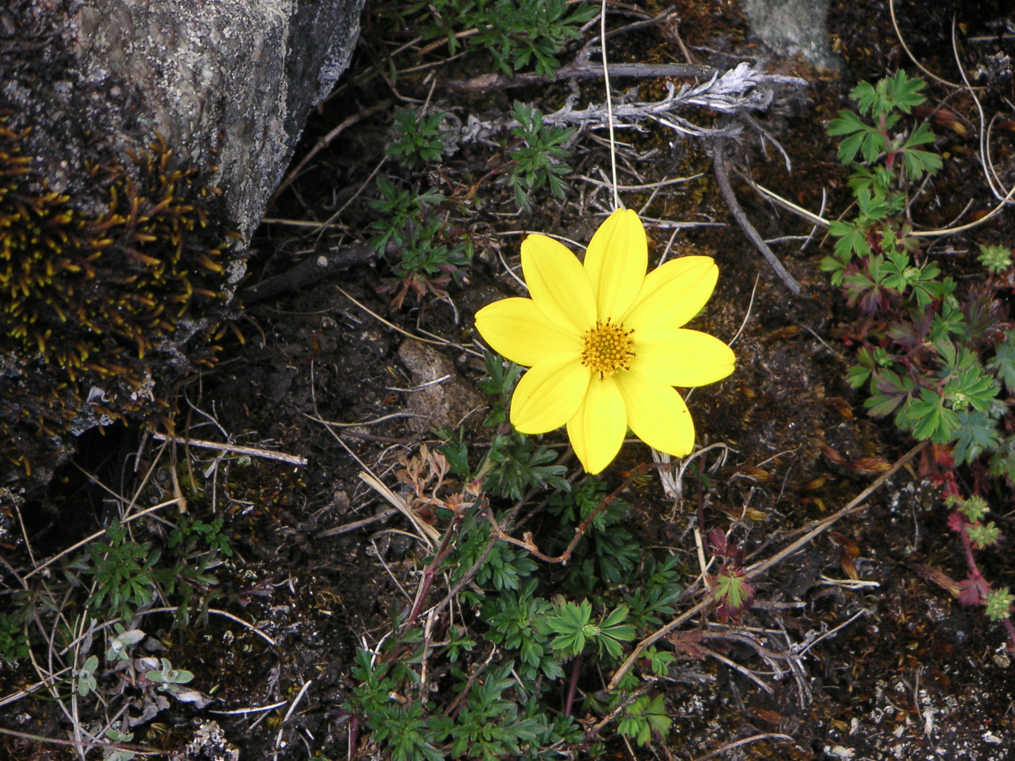 A flower on the trail.