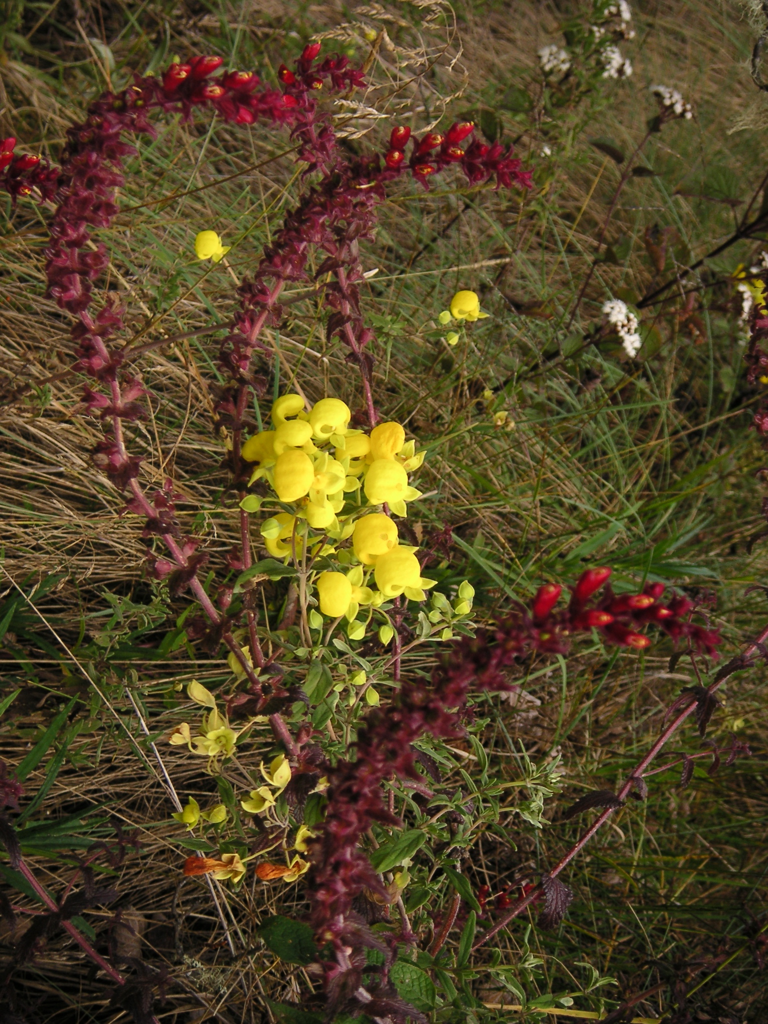 Flowers on the trail.