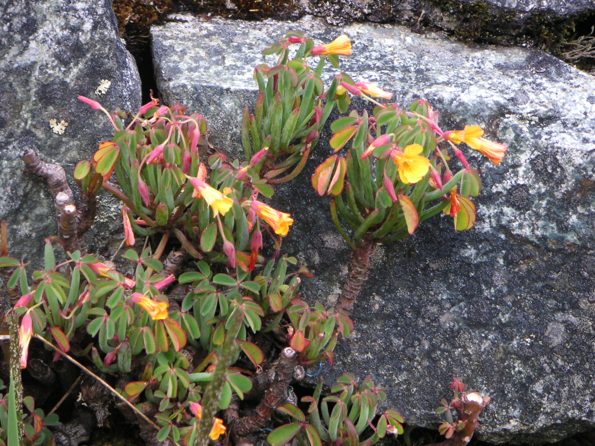 Flowers on the trail.