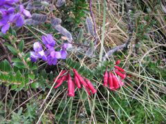 Flowers on the trail.