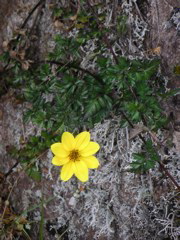 A flower on the trail.