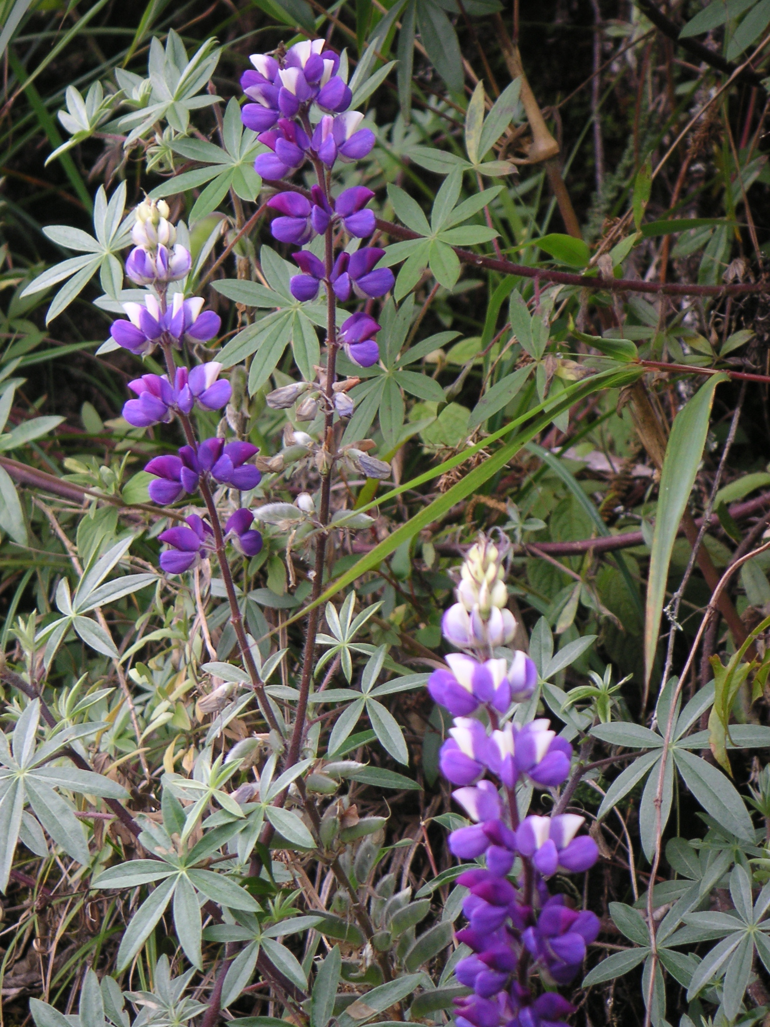 Flowers on the trail.