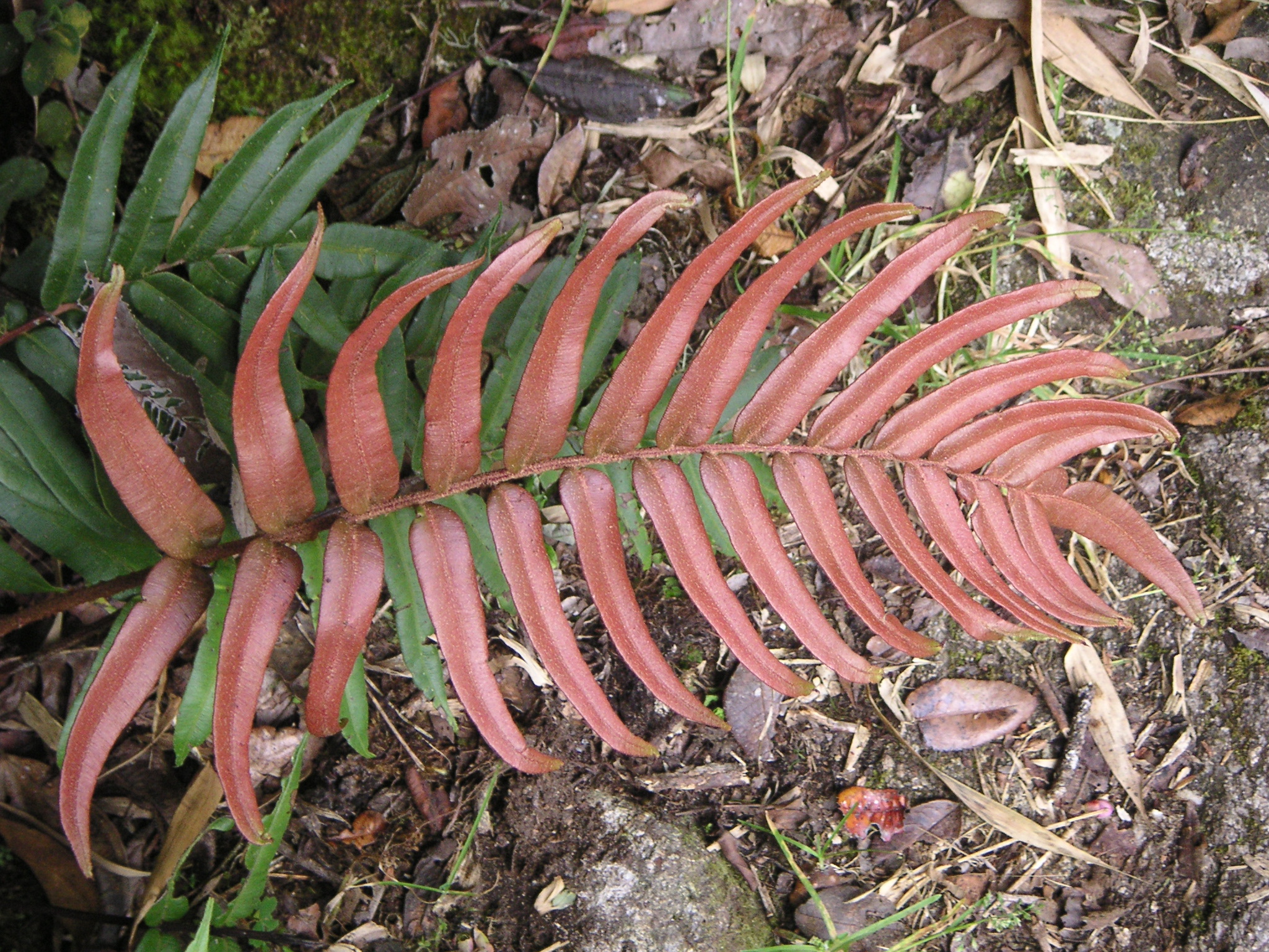 A plant on the trail.