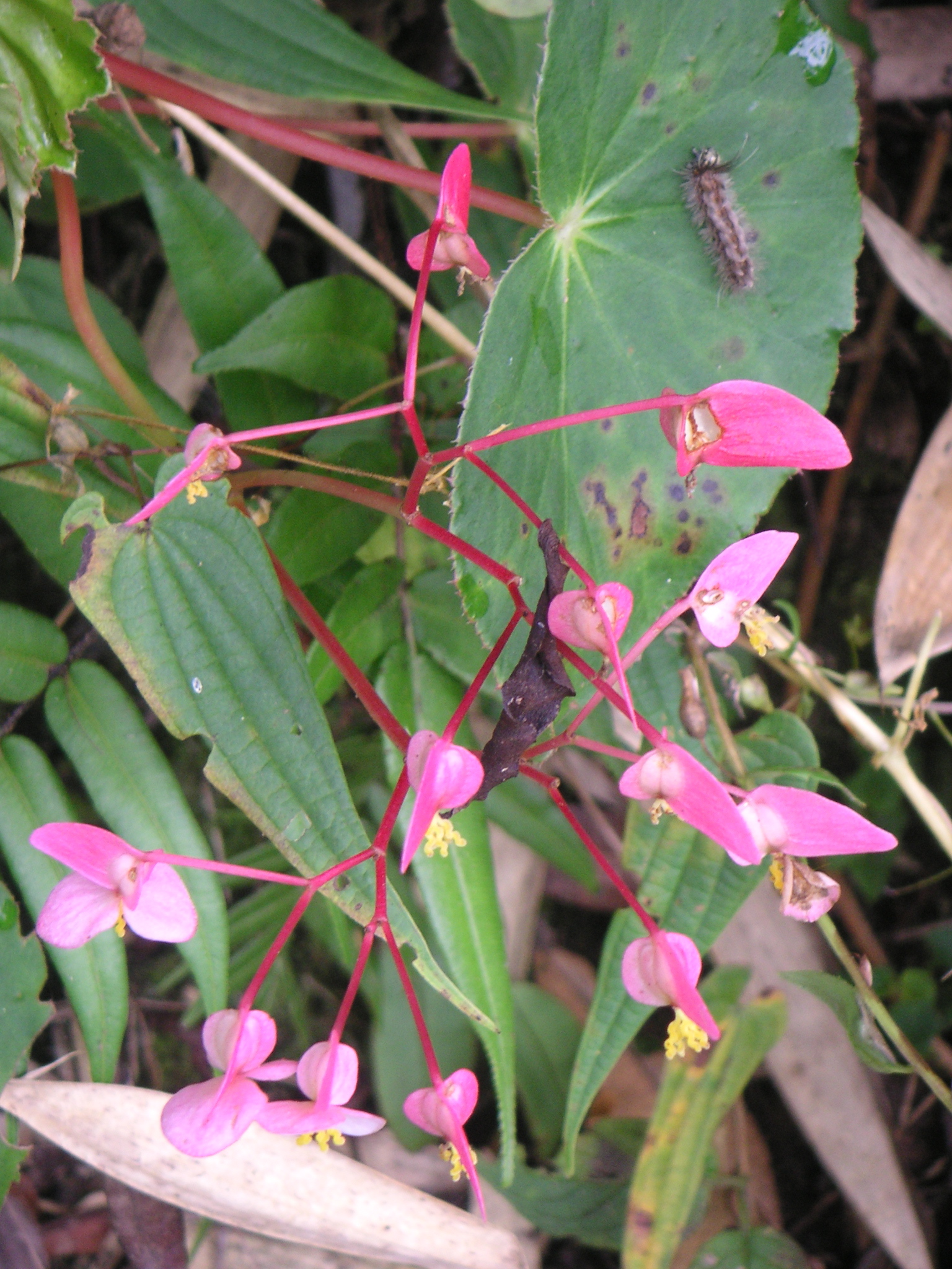 Flowers on the trail with a caterpillar.