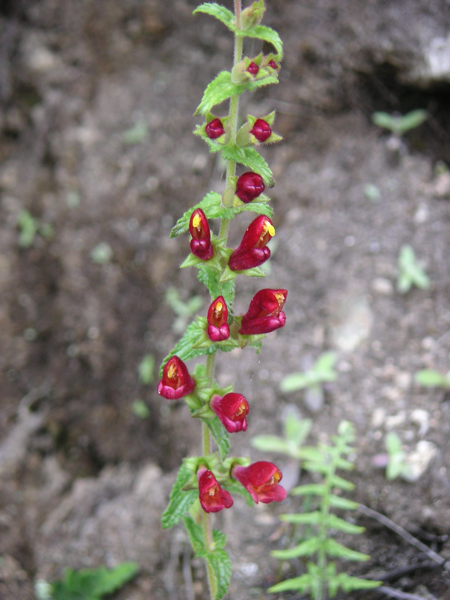 Flowers on the trail.