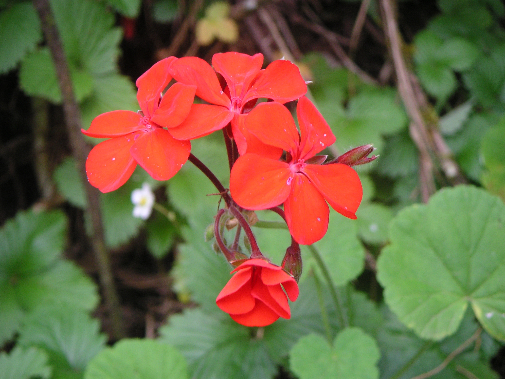 Flowers on the trail.