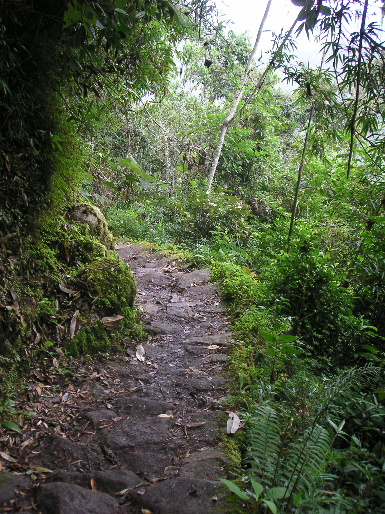 A trail through the jungle of the Andes.