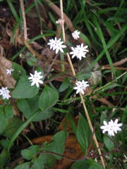 Flowers on the trail.