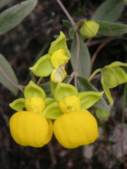 Flowers on the trail.