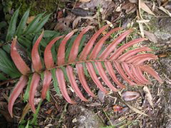 A plant on the trail.