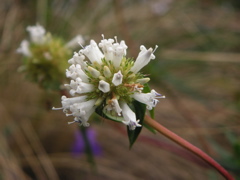 Flowers on the trail.