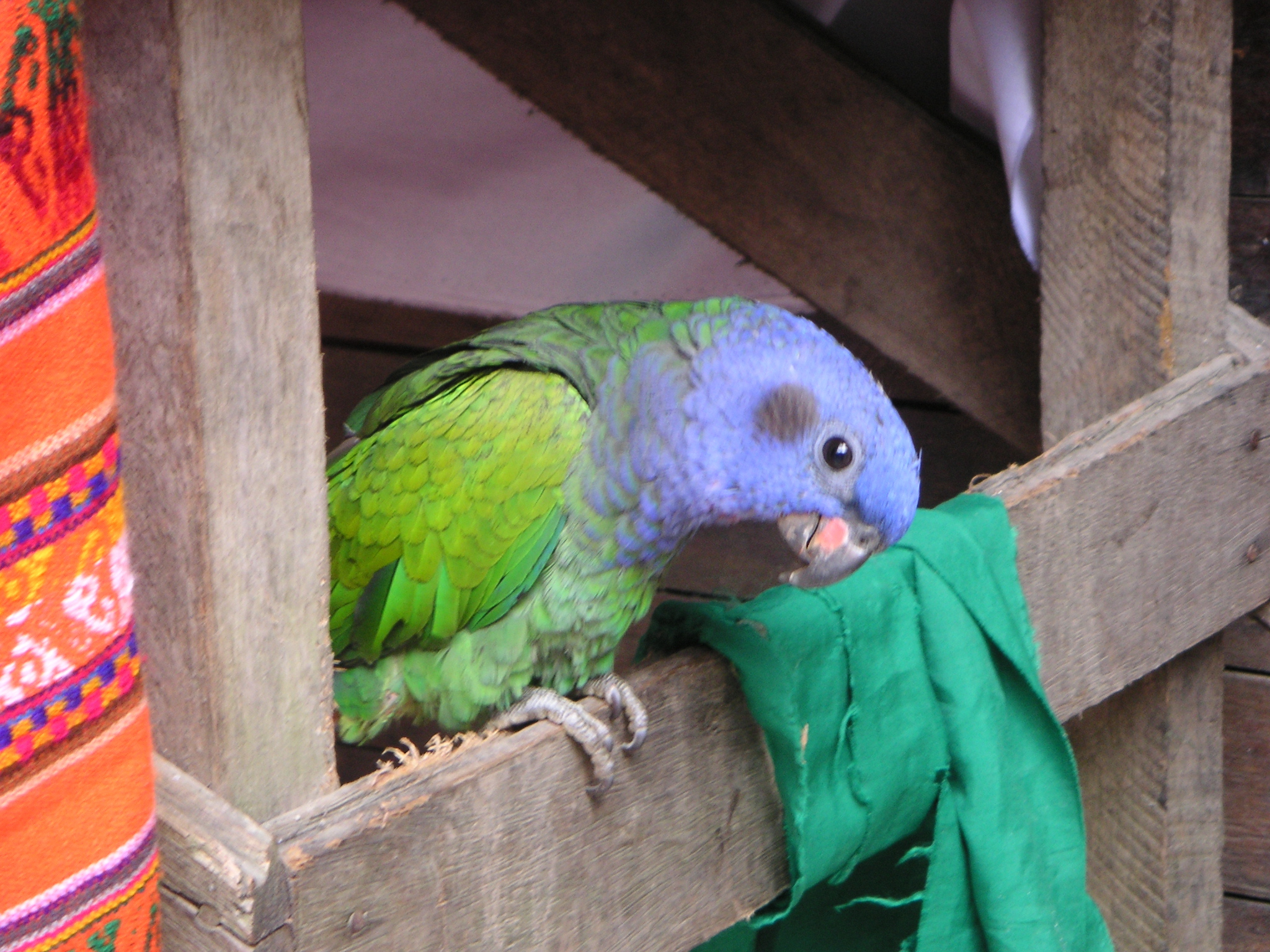 A bird at one of the shops in Aguas Calientes.