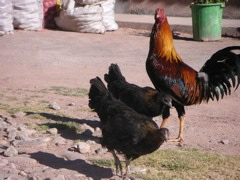 On the grounds of the place we had lunch after the horseback ride.