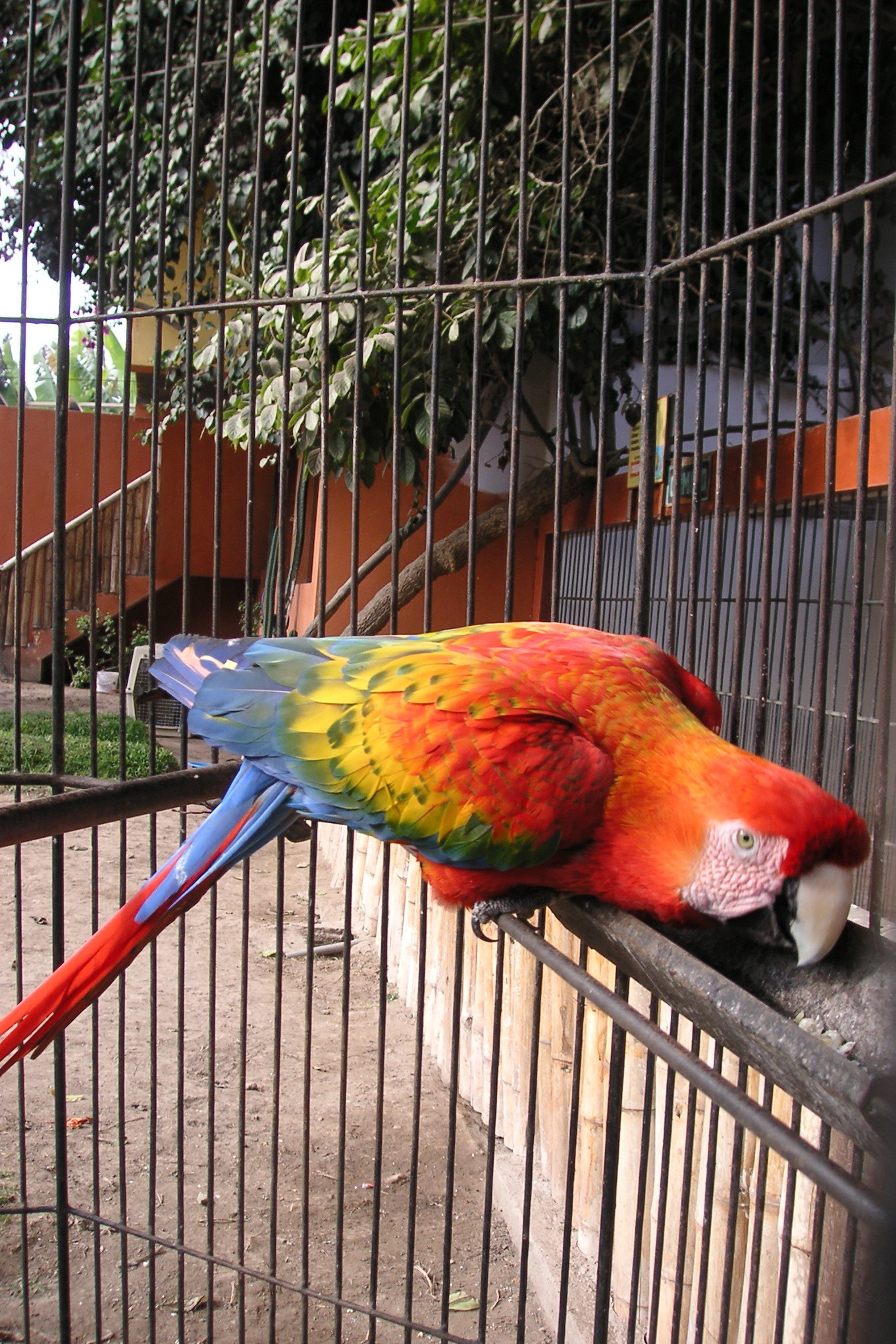 A colorful bird at the zoo.