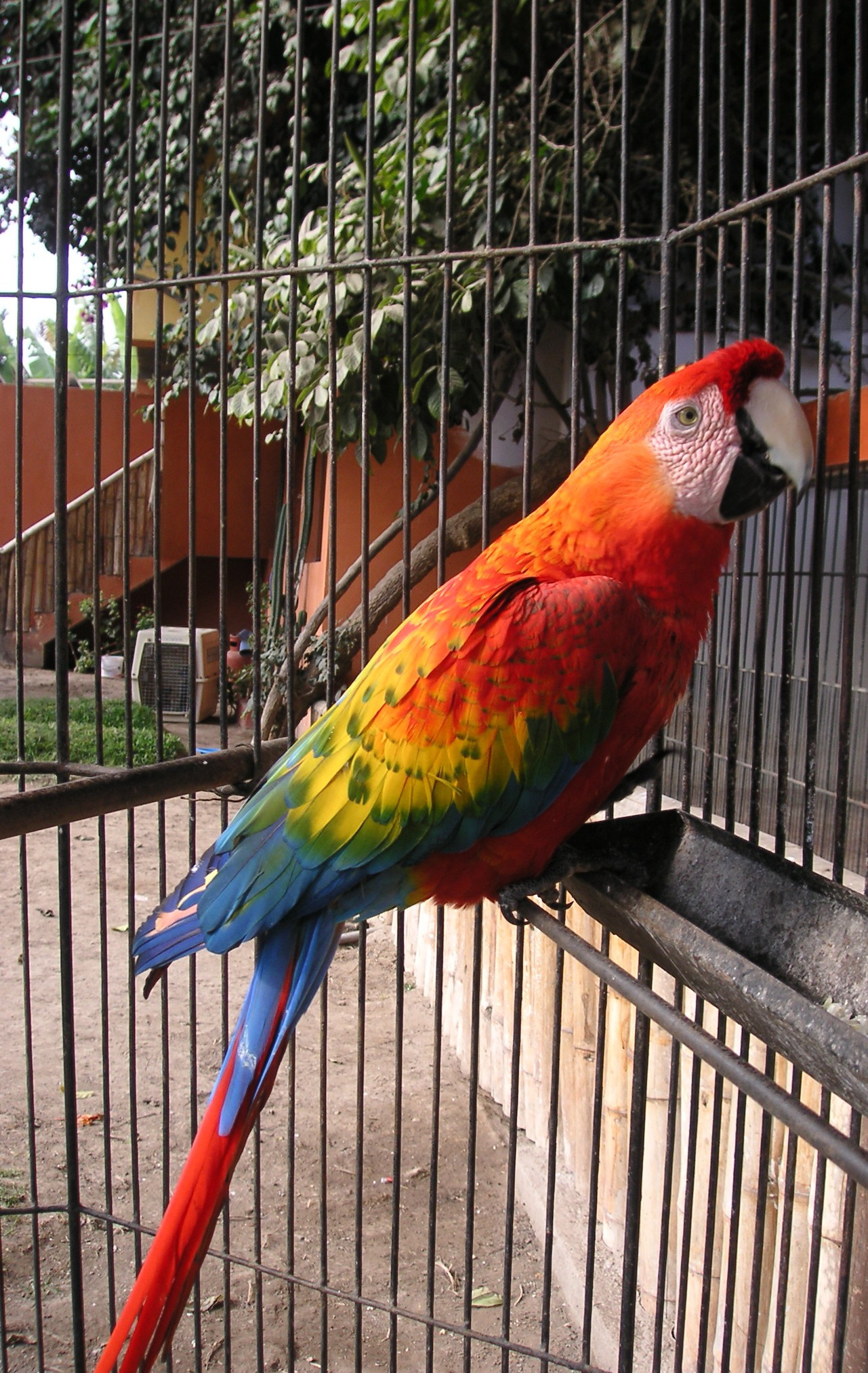 A colorful bird at the zoo.