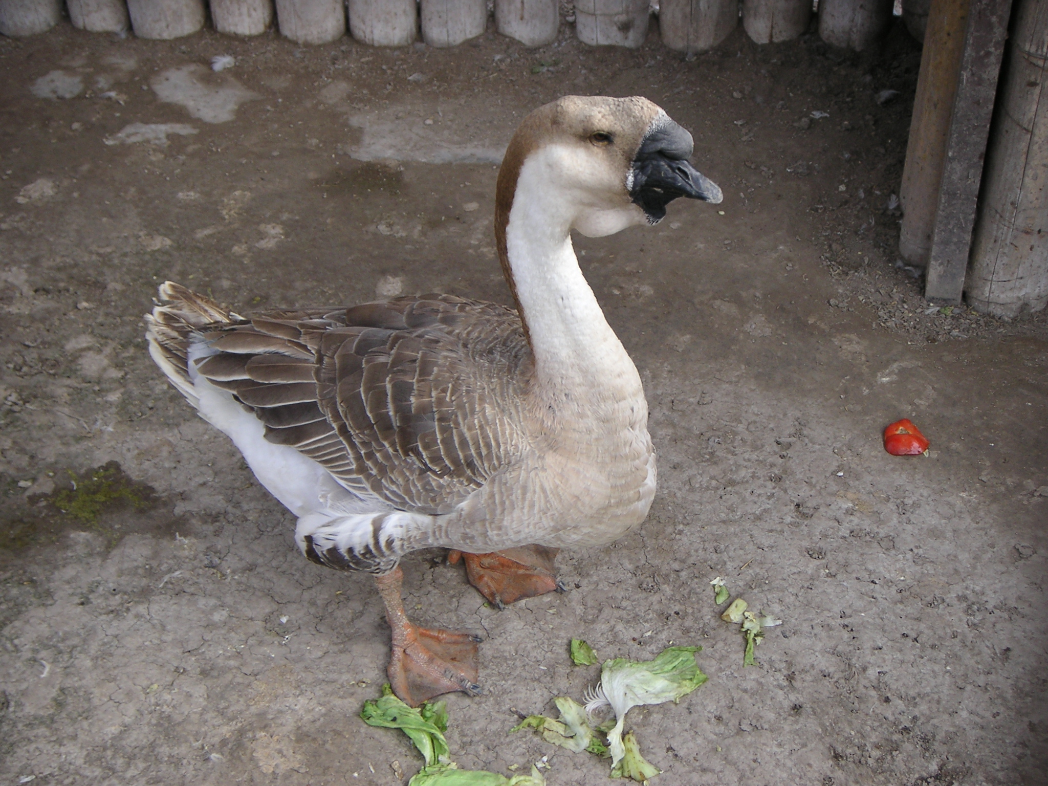 A goose.