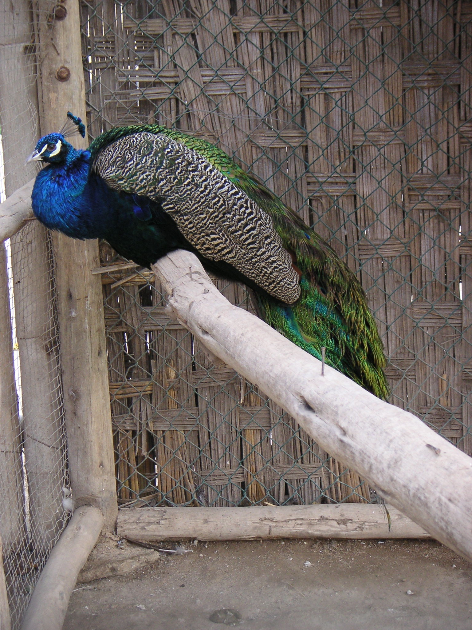 A peacock at the zoo.