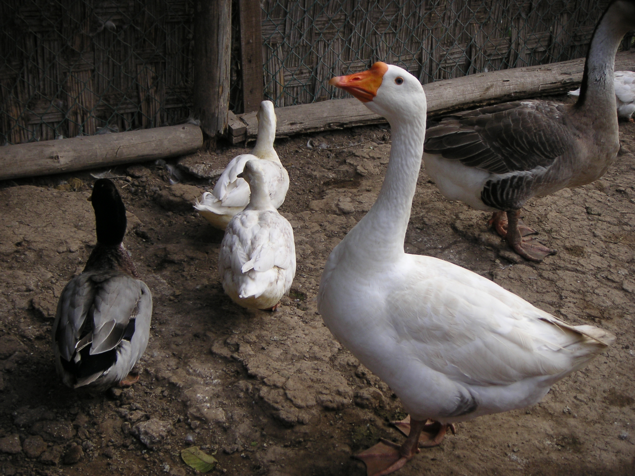 Some ducks and geese at the zoo.