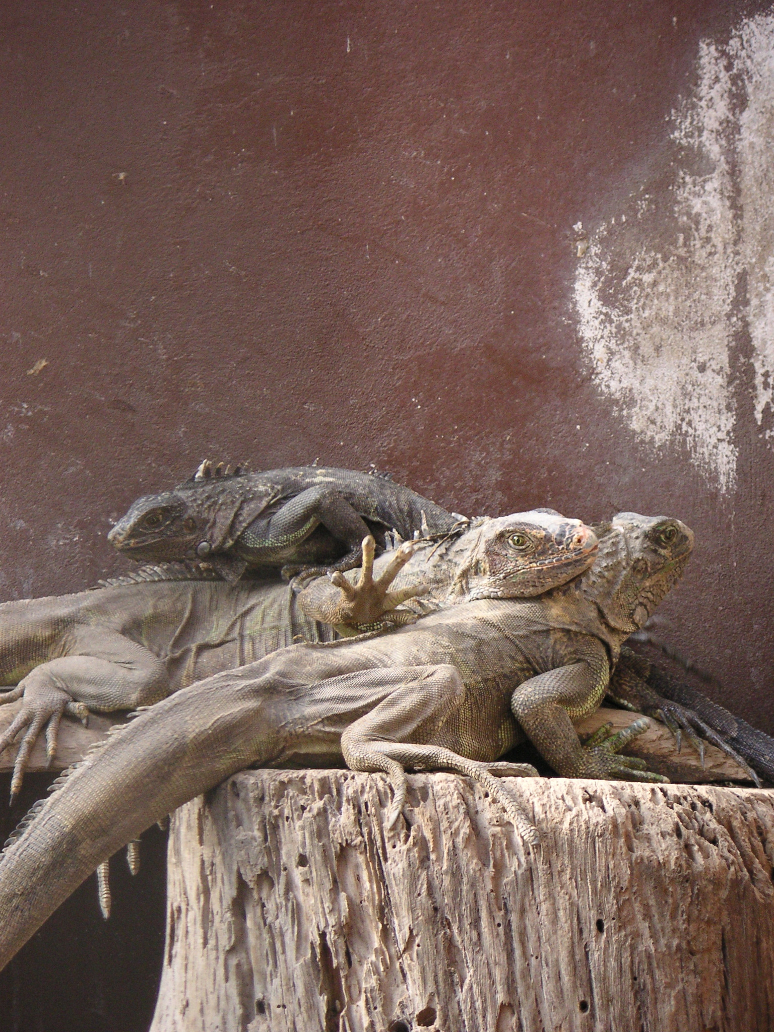 Some lizards relaxing at the zoo.