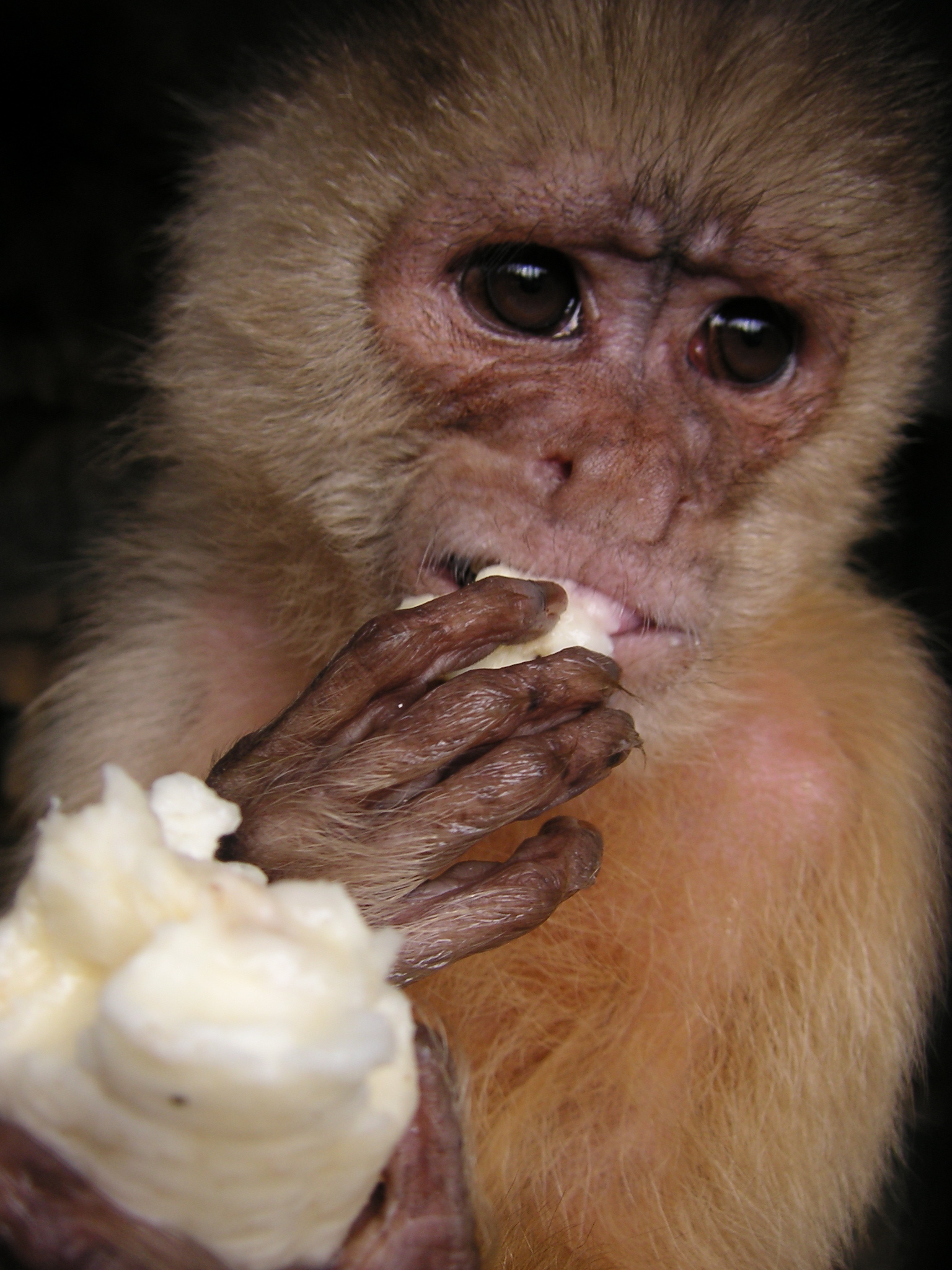 This guy is just hungry.