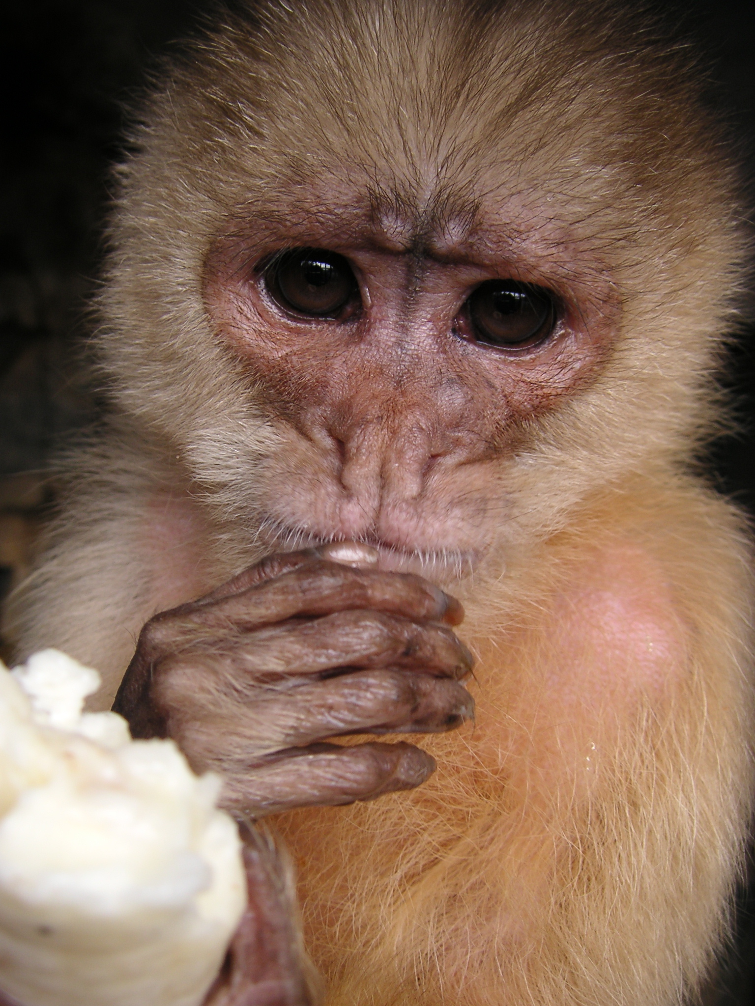 He's enjoying his banana.