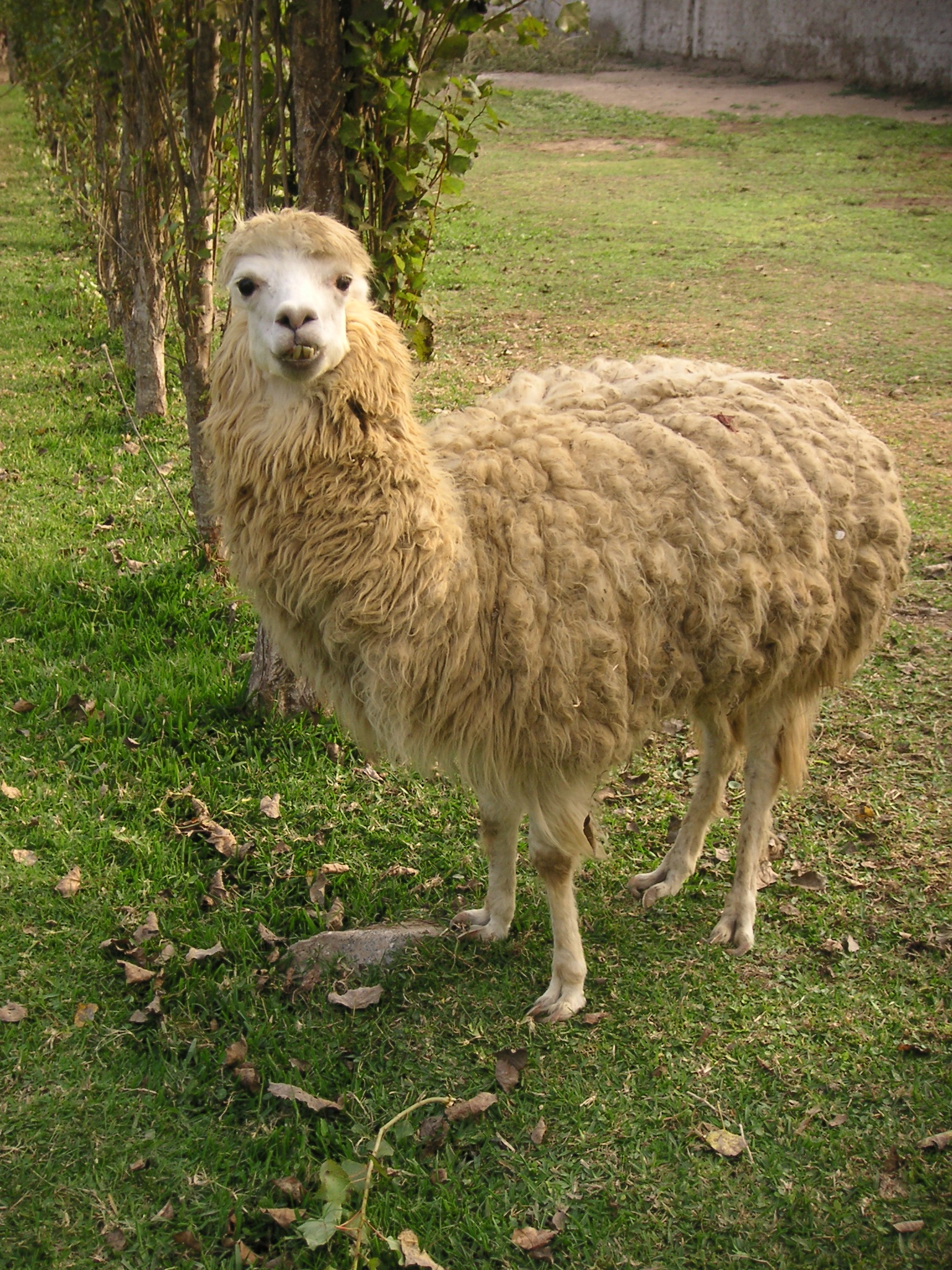 A llama wandering the grounds at the zoo.