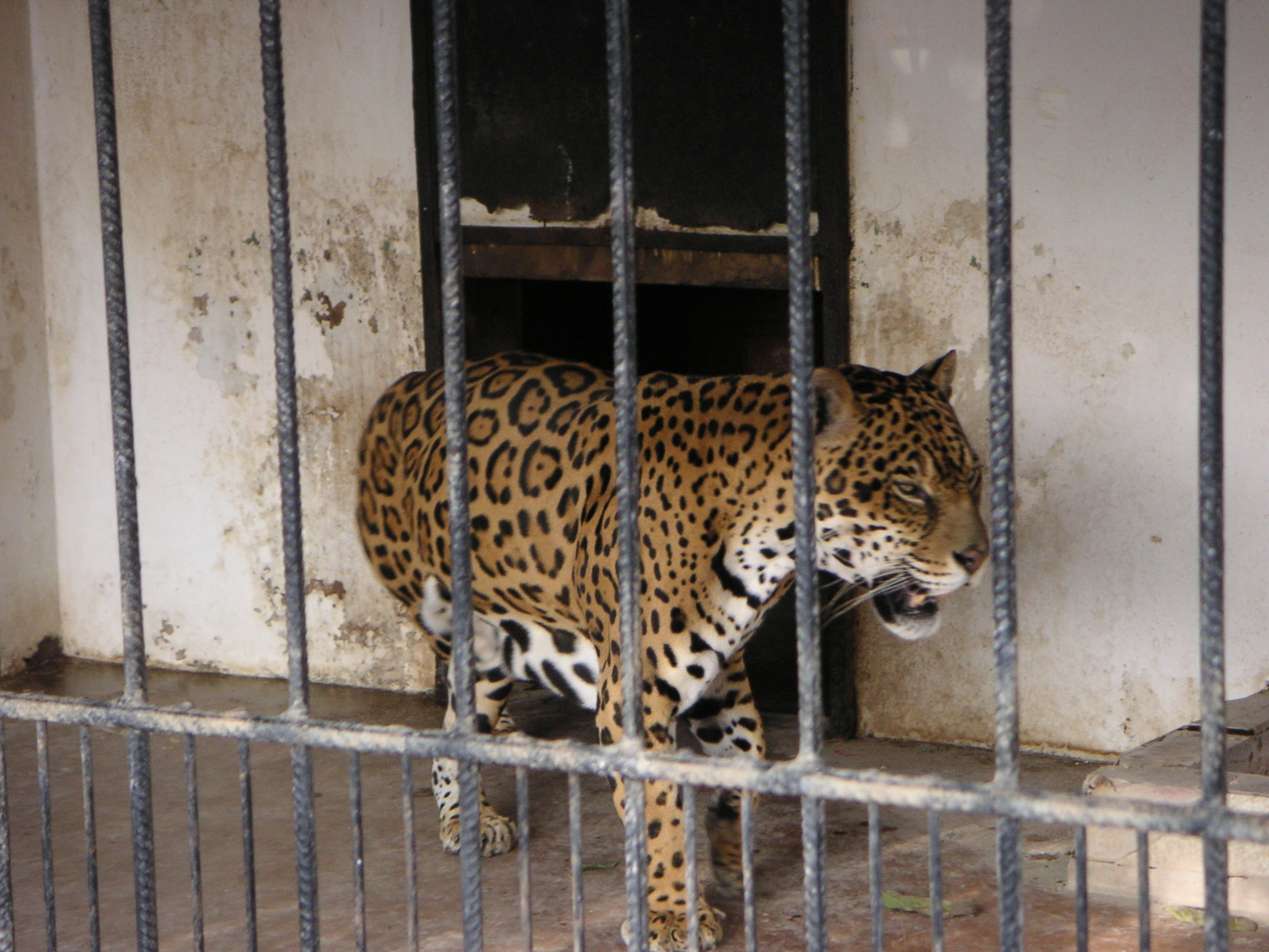 A tiger at the zoo.