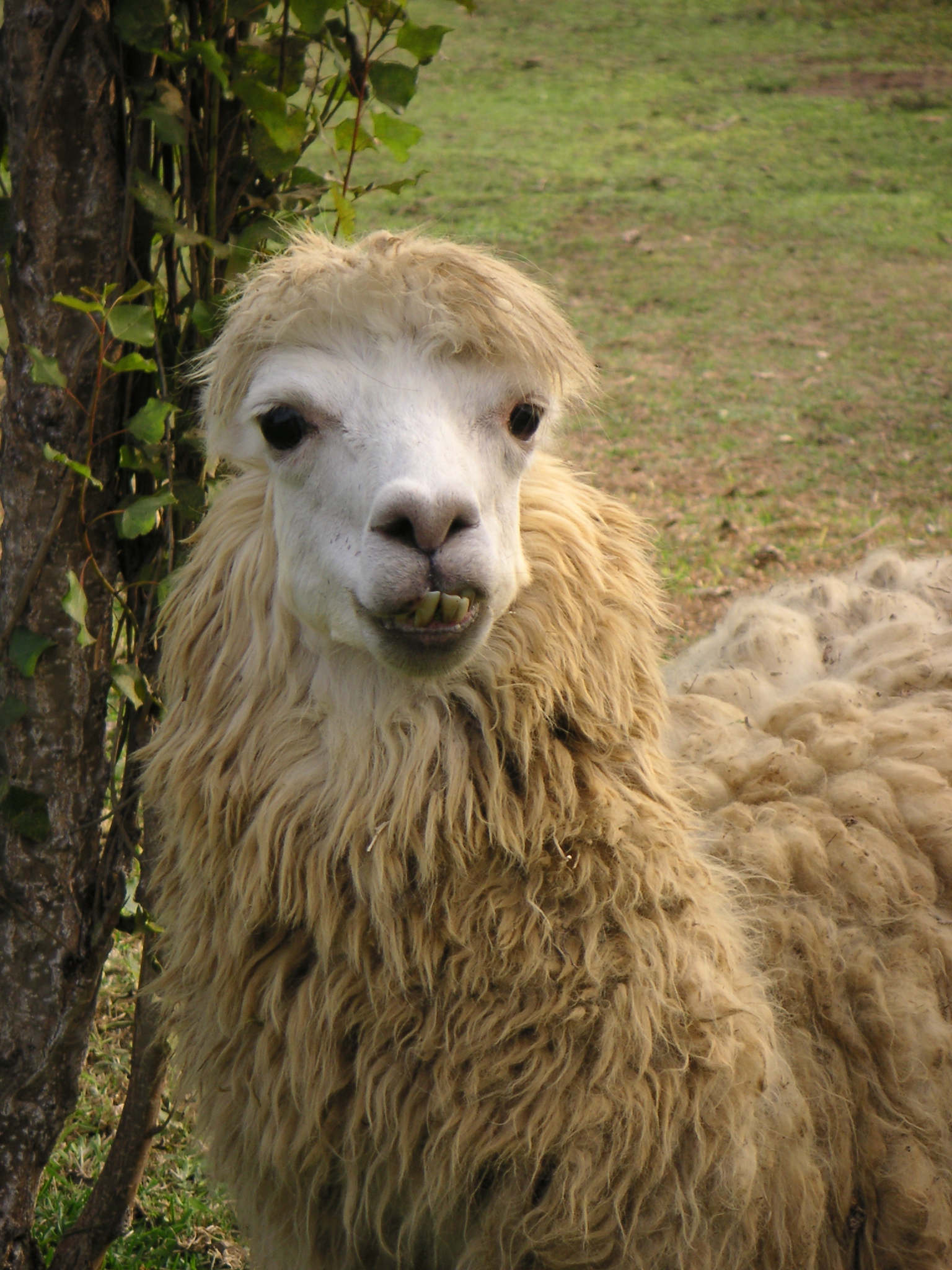 A llama wandering the grounds at the zoo.