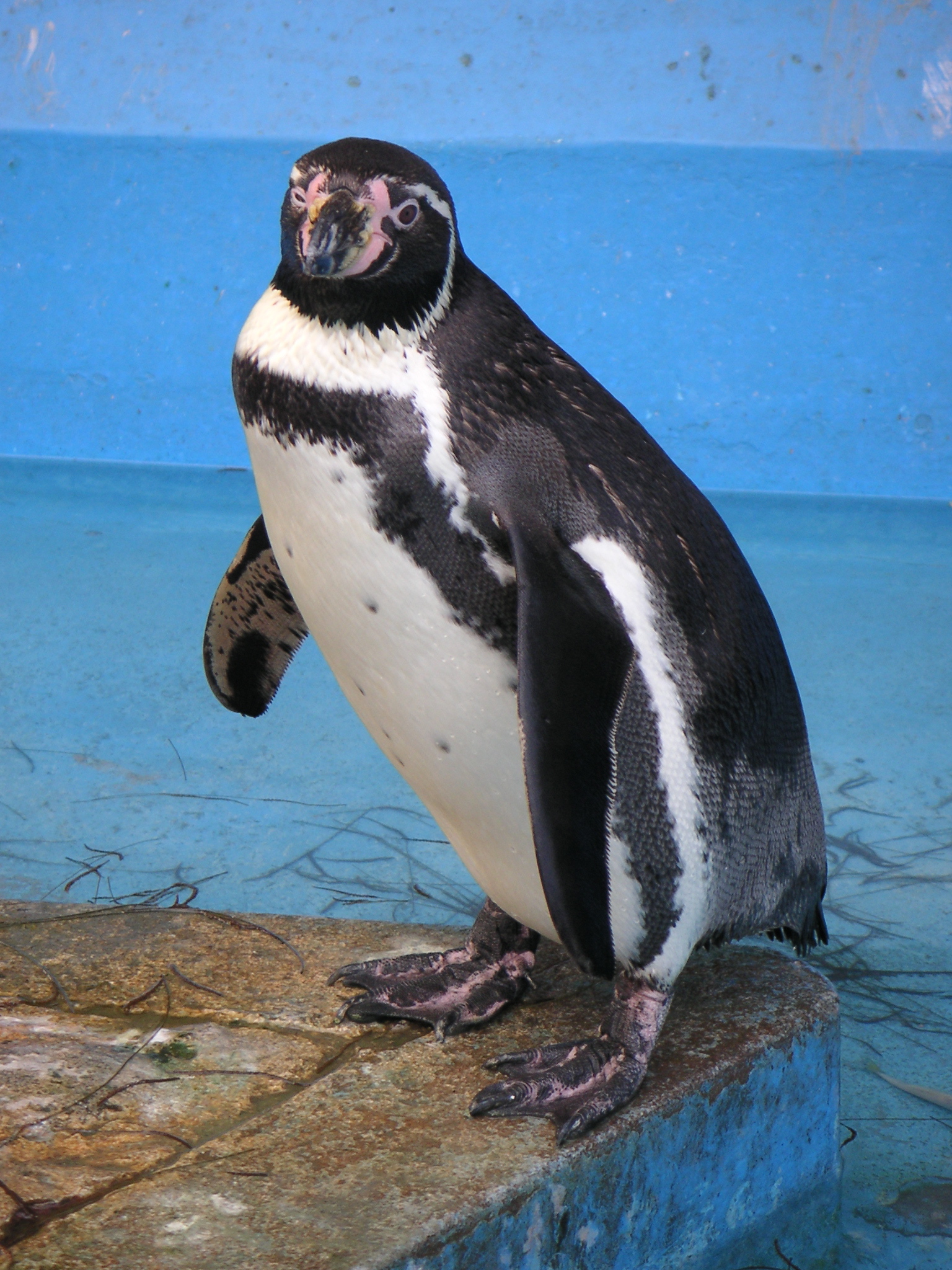 One last penguin at the zoo. So cute!