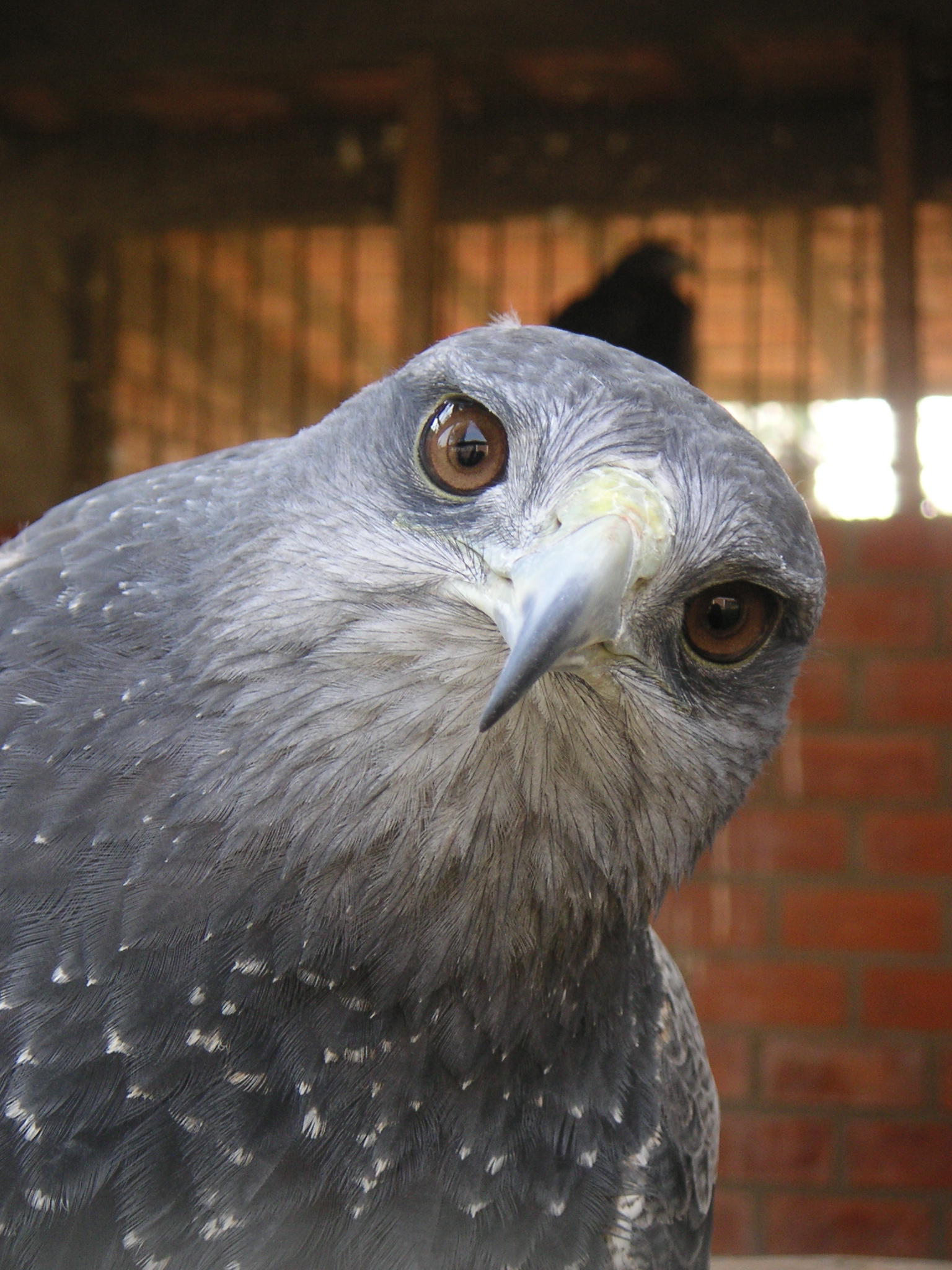 This falcon was amused by the click of my camera.