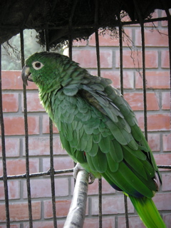 A bird at the zoo.