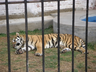 This tiger is lounging around.