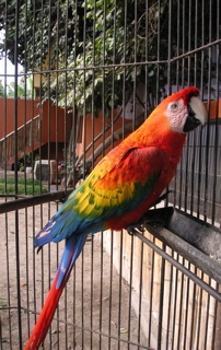 A colorful bird at the zoo.