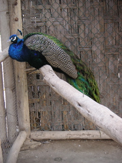 A peacock at the zoo.