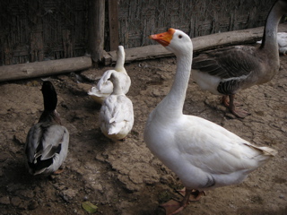 Some ducks and geese at the zoo.