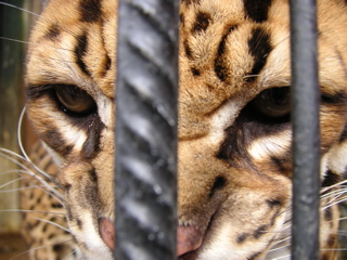 An up-close view of a cat.