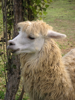 A llama wandering the grounds at the zoo.