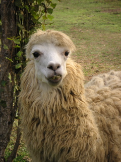 A llama wandering the grounds at the zoo.